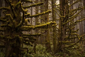 371895-Sitka_Moss_600.webp