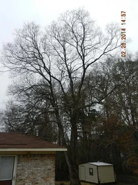 385319-Jackie'stree.webp