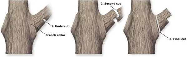 386621-treepruning_3cuts.webp