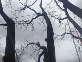 sDRT on Rope Runners.webp