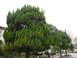 japanese clund tree.webp