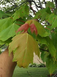 red maple (5).webp