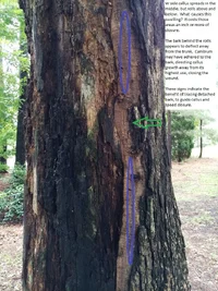 frothy callus roll.webp