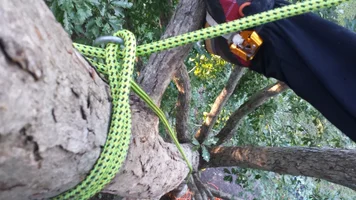 CanopyAnchorConversionBunnyEars (1) (Large).webp