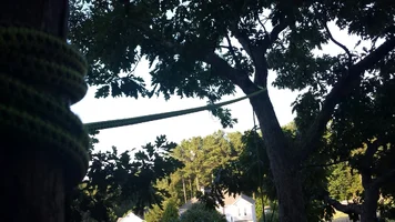 CanopyAnchorConversionBunnyEars (2) (Large).webp