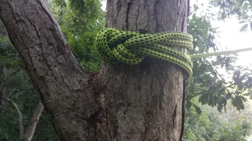 CanopyAnchorConversionBunnyEars (3) (Large).webp