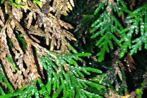 image.webp image.webp