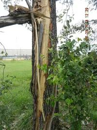 CNG project site 001.webp