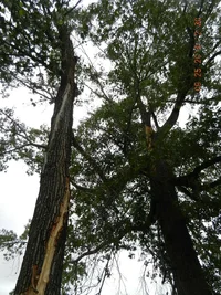 CNG project site 003.webp