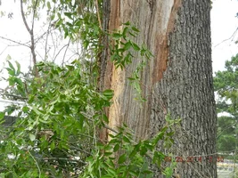 CNG project site 004.webp