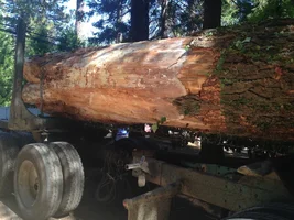 White Fir Log.webp