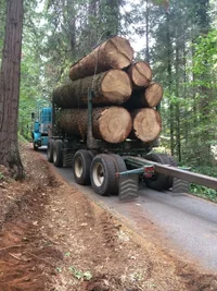 White Fir tall stack.webp