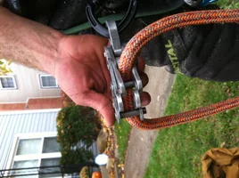 bulldog bone failure.webp