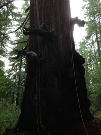 redwood 3-4-2014 016r.webp