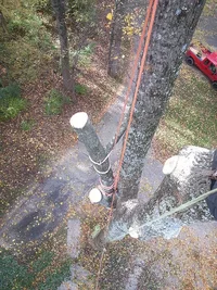 treebuzz 2 20141020_124412.webp