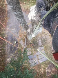 treebuzz 3 20141020_124503.webp