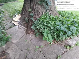 flare care alfano2.webp