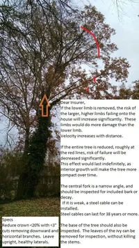 Red Oak limb insurance painted.webp