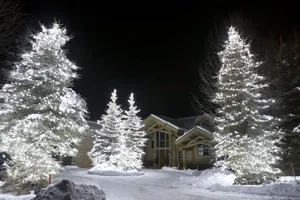 front 4 trees-0974.webp