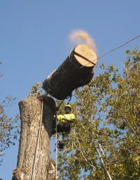 TreeBuzz photo of 2014.webp TreeBuzz photo of 2014.webp