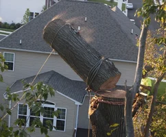 Big Log small size for buzz.webp Big Log small size for buzz.webp