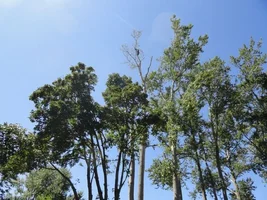 DSC03644 - Copy.webp