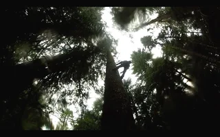 spurring processed.webp