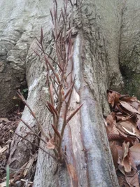 beech flare sprouts1.webp