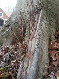 BEECH FLARE SPROUTS 2.webp