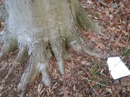 Beech flare sprouts 3.webp