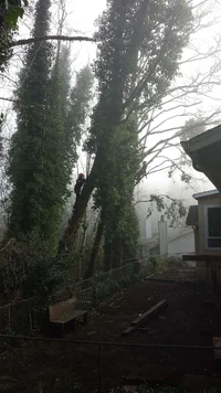 red alder forest in english ivy and fog copy.webp
