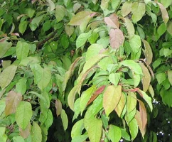 25035-crabappleleaves.webp
