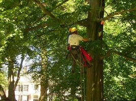 26301-boomfestijn-duoworkclimb-2.webp