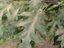 30250-oakleaves.webp