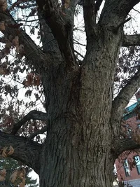 Menardcch 1501 q alba fork.webp