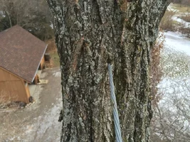 Starhill cable through locust 1501.webp