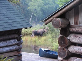 moose.webp moose.webp