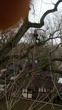 white oak climb.webp