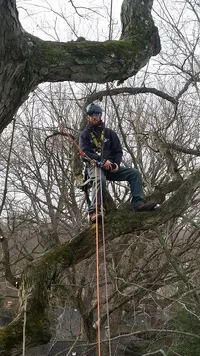 white oak climb 2.webp