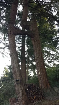 Pseudotsuga fornicata low.webp