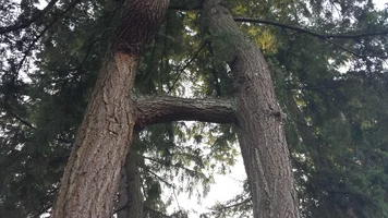 Doug fir fusion low.webp