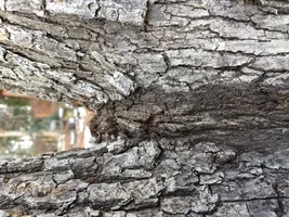 inclusion to bbr 1502.webp