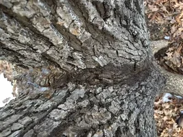 inclusion to bbr 1502 above.webp