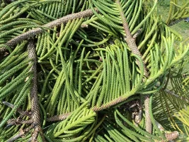 hooppine nest smaller.webp