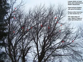 ginkgo rr 1503 red.webp