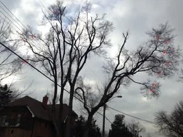 elm ice paint 1503.webp