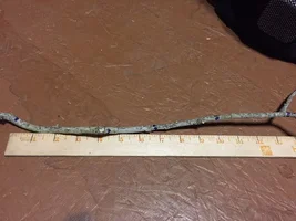 wb live oak growth rate.webp