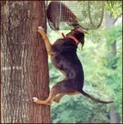 catahoula-in-tree-02.webp