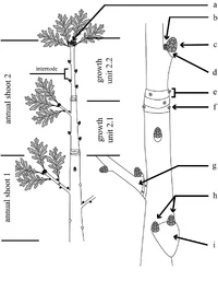 Meier Epicormics twig image.webp
