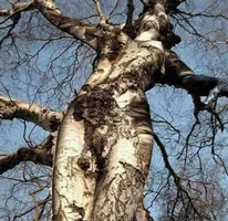 sexy tree.webp